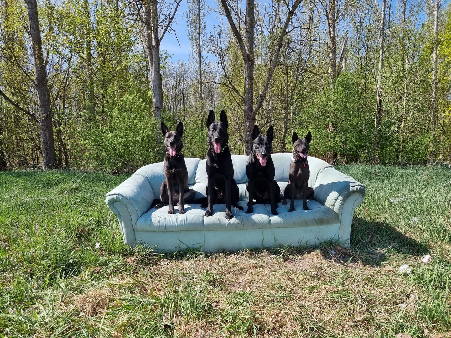 Strukturiertes Einzeltraining – Fokus Hundeplatz